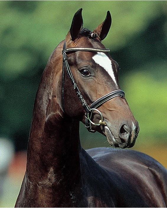 Warmblood Horses